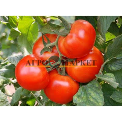 Томат НОЭМИ F1 / NOEMI F1 Esasem 