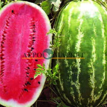 Арбуз ФЛОРИДА F1 Поиск 