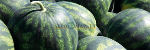 Арбуз БОСТАНА F1 / BOSTANA F1 Syngenta  фото 2