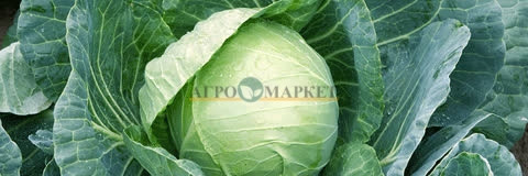 Капуста белокочанная КИЛАГЕРБ F1 / KILAGERB F1 Syngenta  фото 2