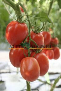 Томат ЛЕЗГИНКА F1 / LEZGINKA F1 Гавриш 