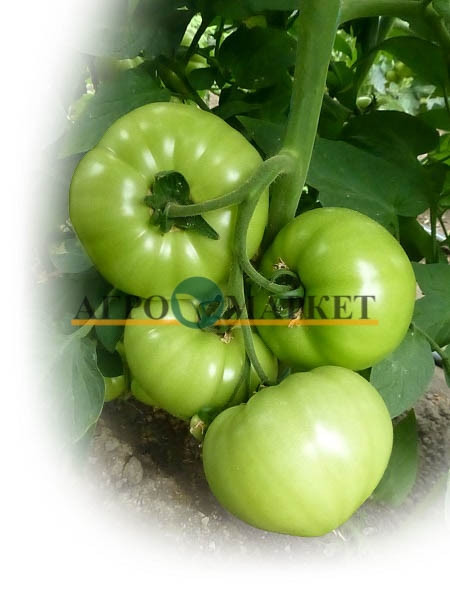 Томат ОСУМИ (KS 10, ЯМАМОТО) F1 / OSUMI (KS 10, YMAMOTO) F1 Kitano Seeds  фото 2