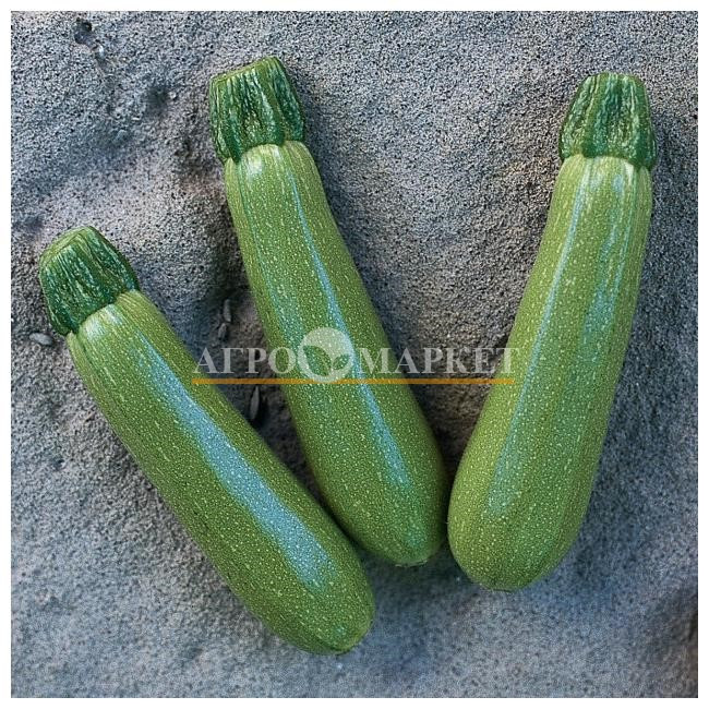 Кабачок МОСТРА F1 / MOSTRA F1 Clause 