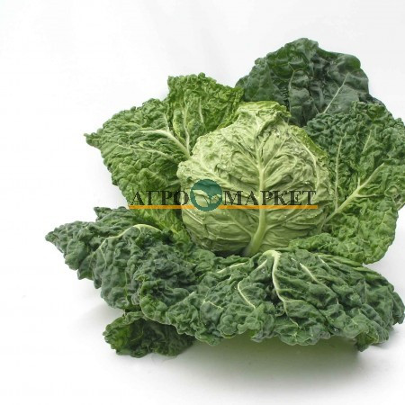Капуста савойская САЛИМА F1 / SALIMA F1 Rijk Zwaan 