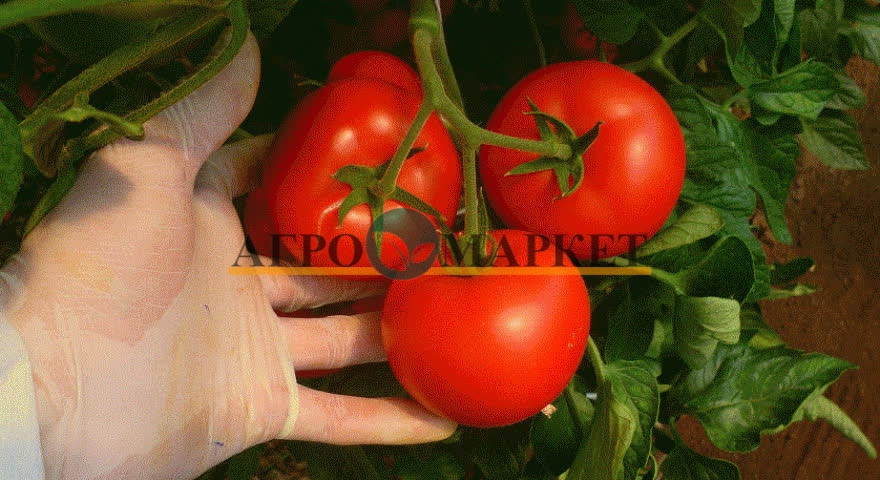 Томат КОРВИНУС F1 / KORVINUS F1 Seminis  фото 17
