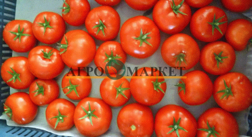 Томат КОРВИНУС F1 / KORVINUS F1 Seminis  фото 18