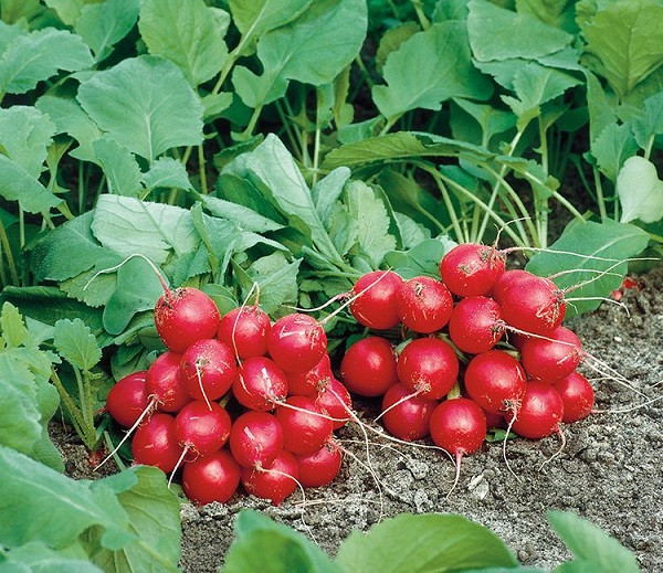 Редис ФИЛИПАР F1 / FILIPAR F1 Syngenta 