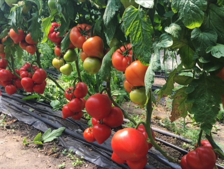 Томат ЭРОН F1 / ARON F1 Enza Zaden  фото 2