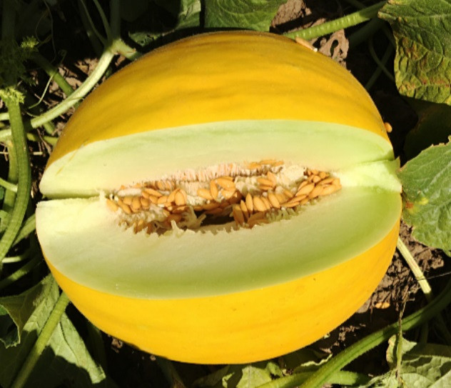 Дыня НАУТИЛО F1 / NAUTILO F1 Enza Zaden 