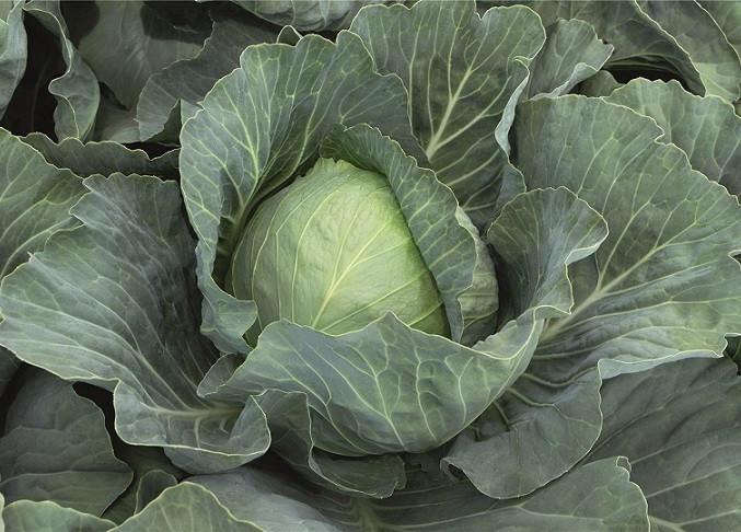 Капуста белокочанная БОТРАН F1 / BOTRAN F1 Bejo 