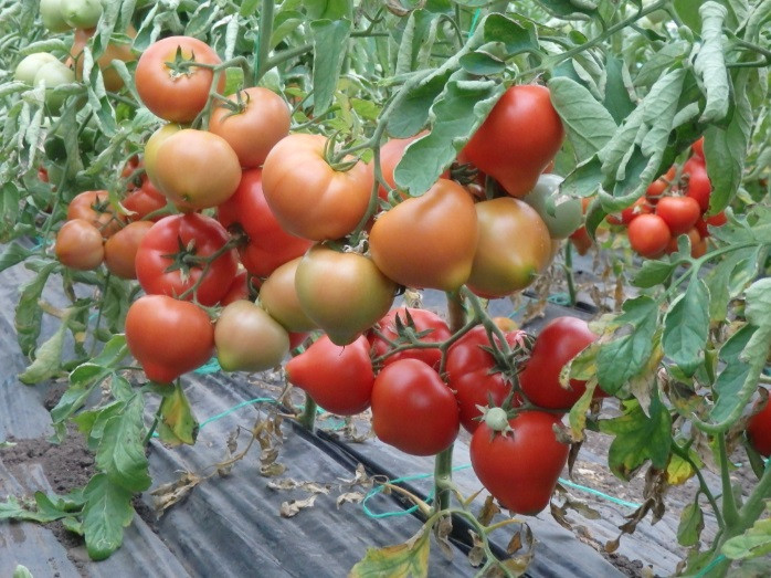 Томат САЙМОН F1 / SAYMON F1 Enza Zaden 