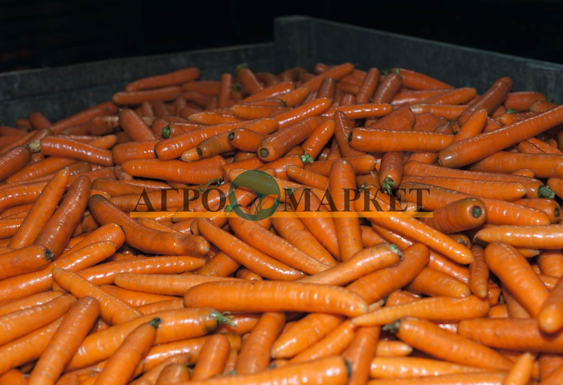 Морковь БАНГОР F1 / BANGOR F1 Bejo 