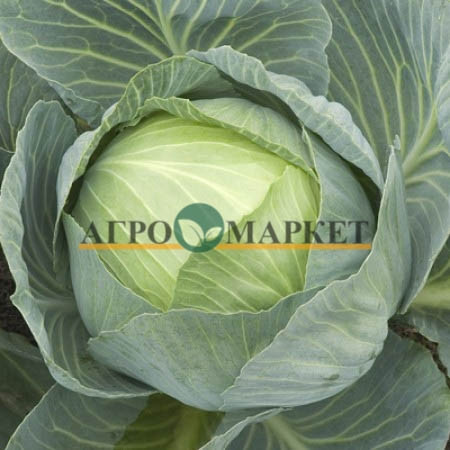 Капуста белокочанная СТОРЕМА F1 Rijk Zwaan  фото 2