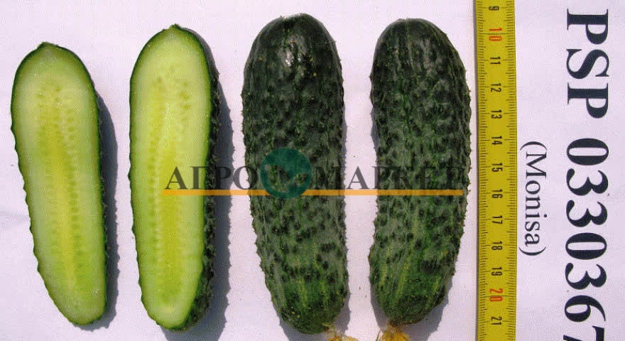 Огурец МОНИСИЯ F1 / MONISIA F1 Seminis  фото 3