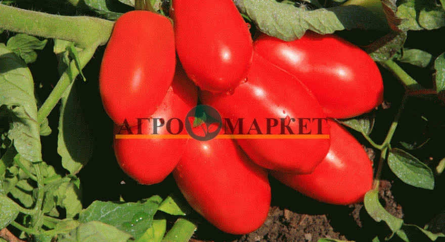 Томат ДОЧЕТ F1 / DOCHET F1 Seminis  фото 2