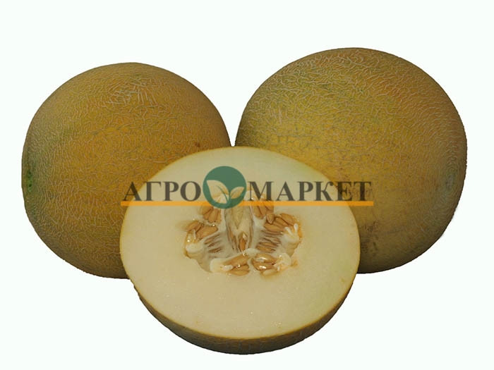 Дыня СЕНСЕЙШН F1 / SENSATION F1 Hollar Seeds 