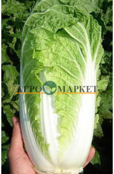 Капуста пекинская СПРИНКИН F1 / SPRINKIN F1 Syngenta  фото 2