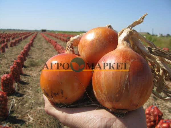 Лук Яровой МИССИСИПИ F1 / MISSISIPI F1 Seminis 