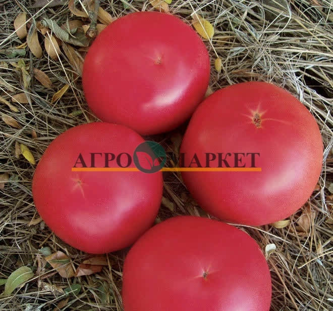 Томат ФЕНДА F1 / FENDA F1 Clause  фото 2