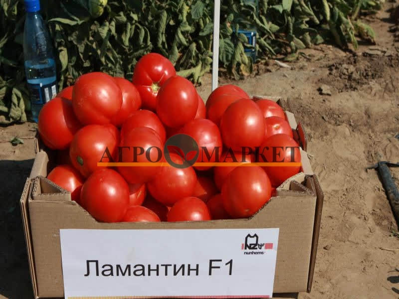 Томат ЛАМАНТИН F1 / LAMANTIN F1 Nunhems  фото 2