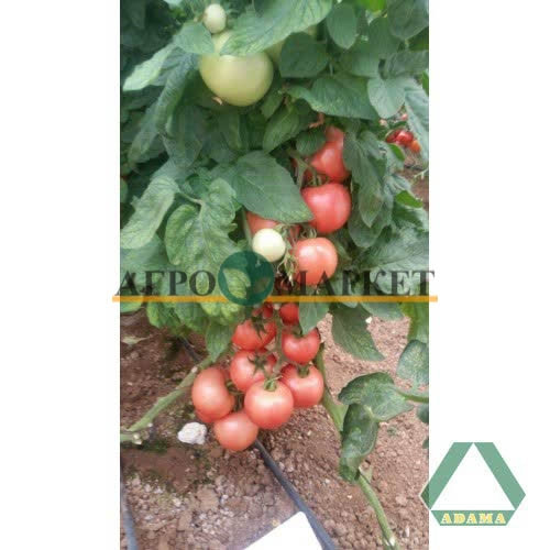 Томат АХЛА F1 / AKHLA F1 Adama  фото 2