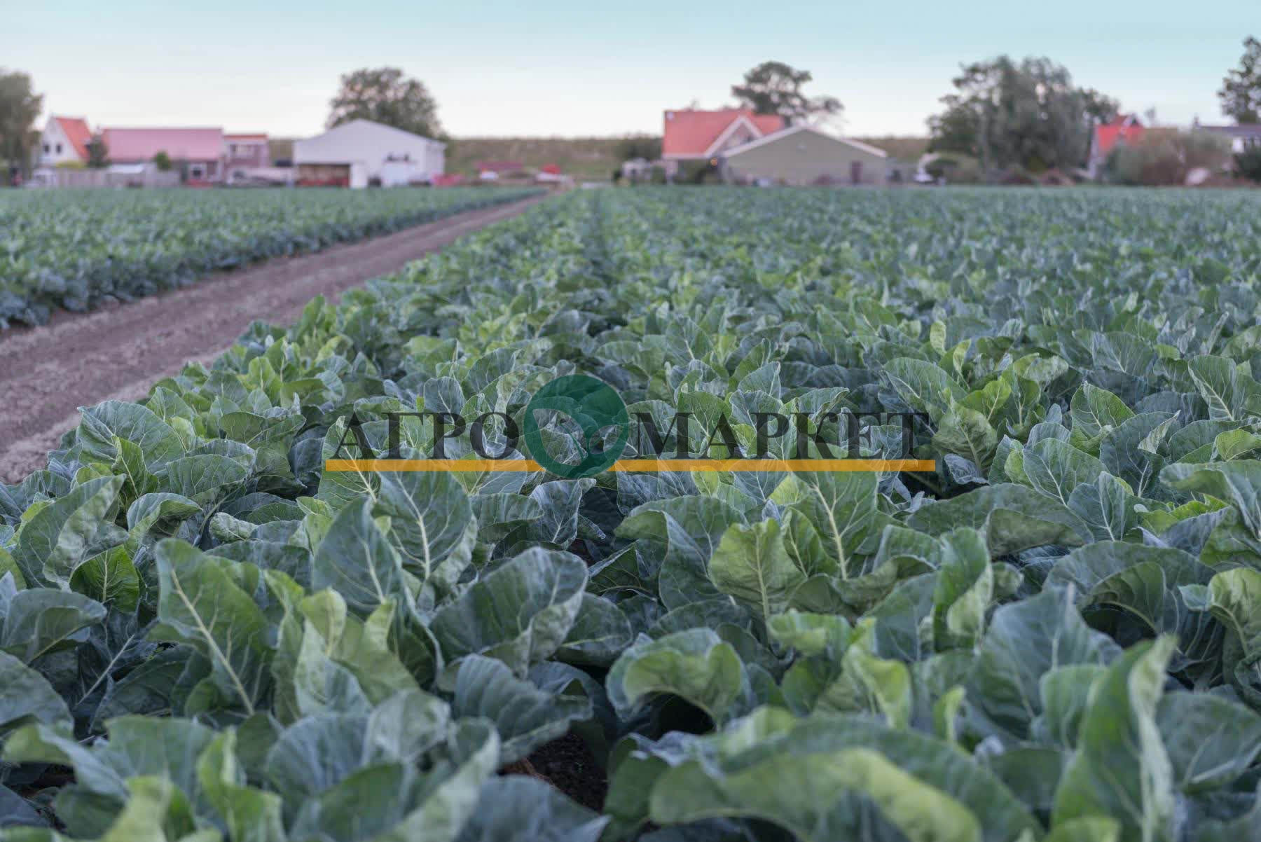 Капуста цветная ДЖЕРЕС F1 / DZHERES F1 Bejo  фото 2