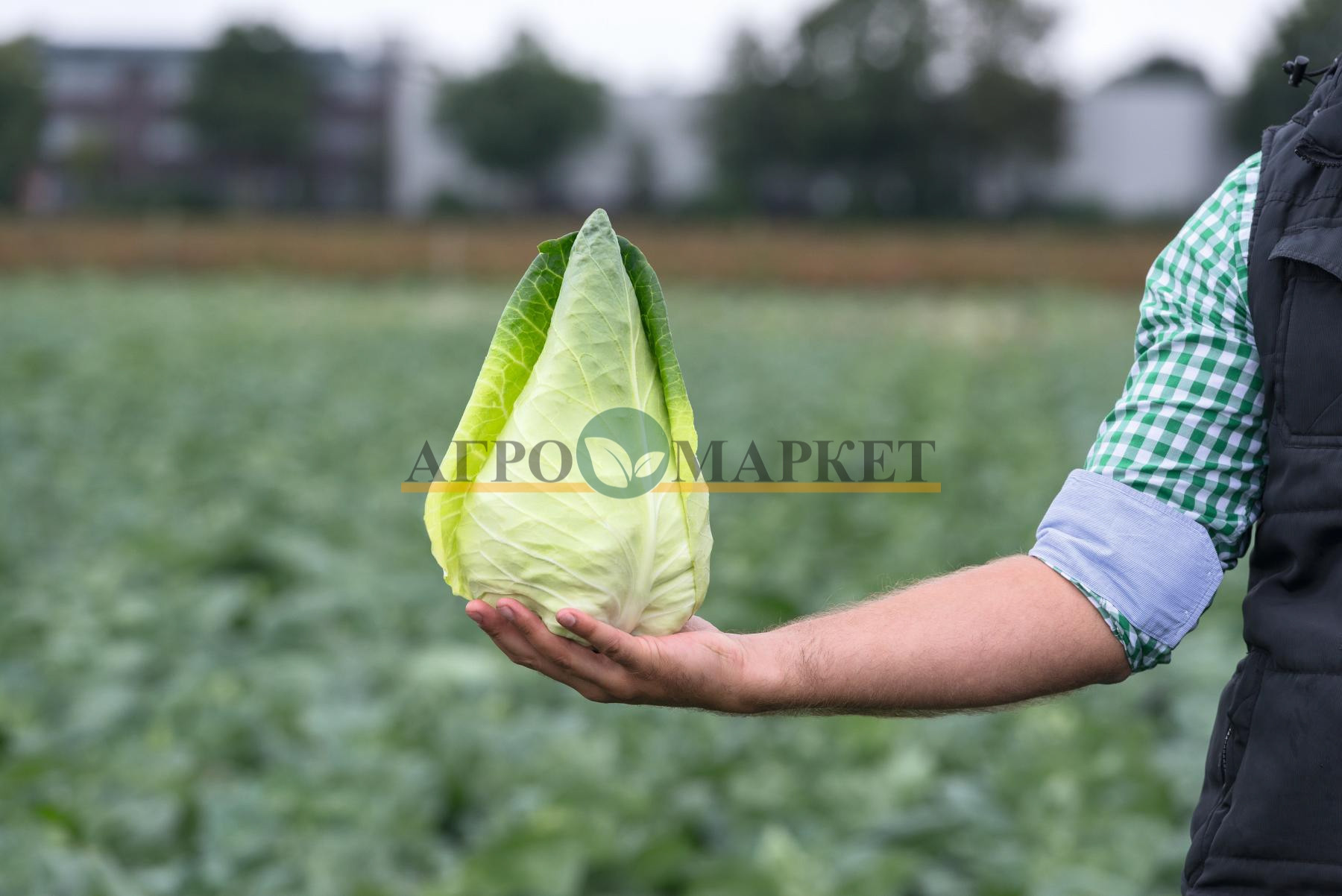 Капуста коническая КАРАФЛЕКС F1 / KARAFLEKS F1 Bejo  фото 2