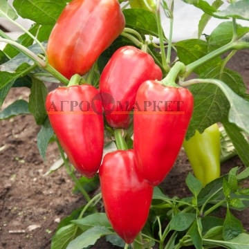 Перец сладкий ВИКТОРИЯ Поиск 