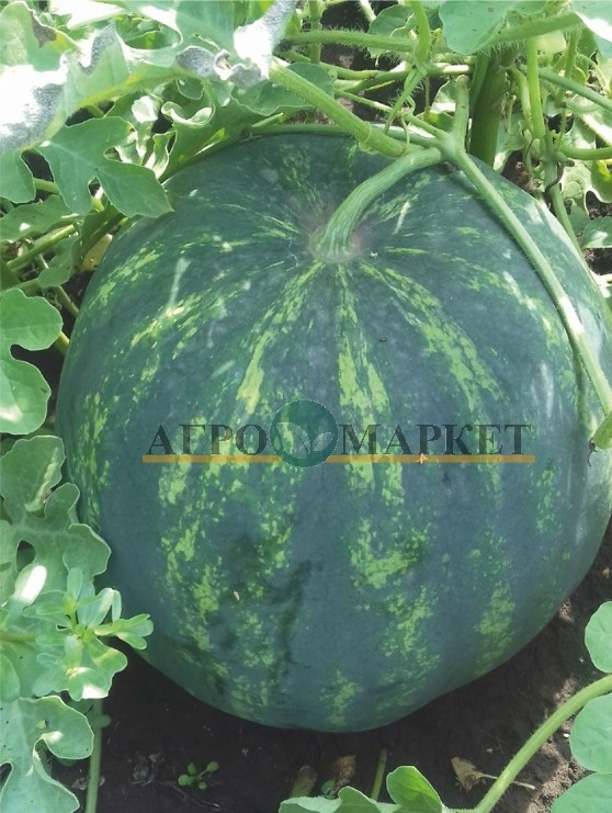 Арбуз БОНТА F1 / BONTA F1 Seminis 