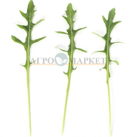 Руккола СИНОП  / SINOP Rijk Zwaan 