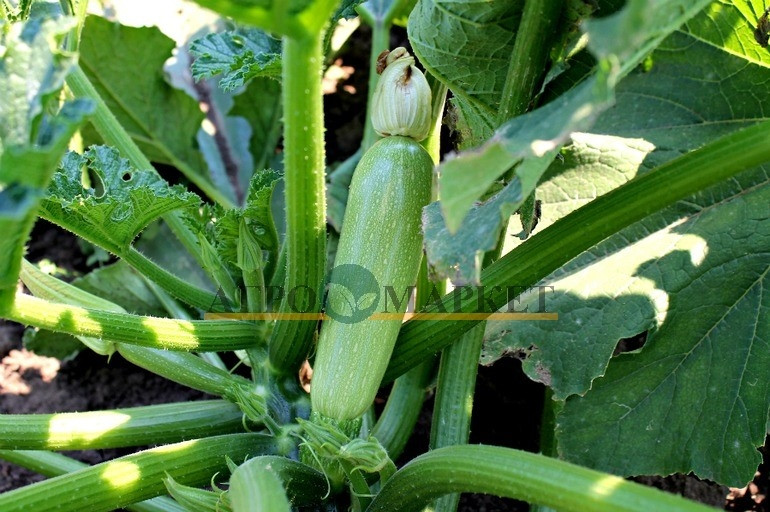 Кабачок АНГЕЛИНА F1 / ANGELINA F1 Syngenta 