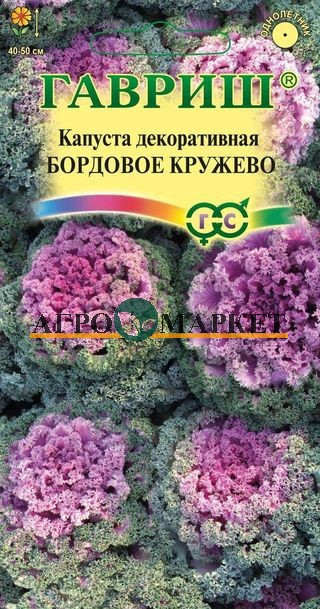 Капуста декоративная БОРДОВОЕ КРУЖЕВО Воронежская Гавриш 