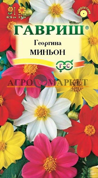 Однолетник Георгина Миньон Гавриш 