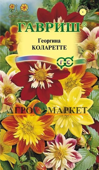 Однолетник Георгина Коларетте Гавриш 