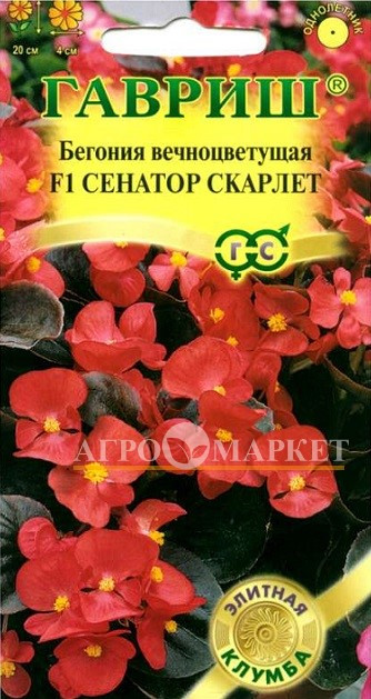 Комнатные Бегония Сенатор Скарлет F1 Гавриш 