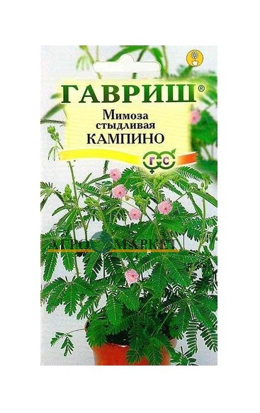 Комнатные Мимоза Кампина Гавриш 