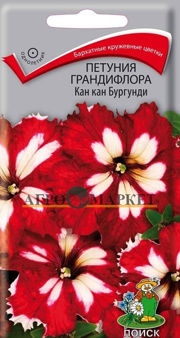 Однолетник Петуния грандифлора Кан кан Бургунди ЦВ Поиск 