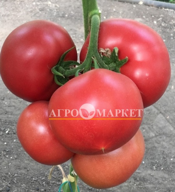 Томат ПИНК АЙДИ F1 / PINK ID F1 Seminis 