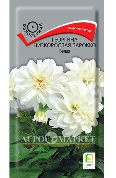 Однолетник Георгина низкорослая Барокко Белая  ЦВ Поиск 