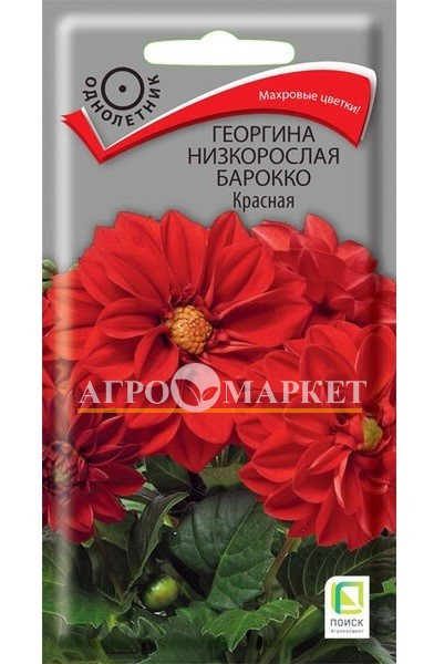 Однолетник Георгина низкорослая Барокко Красная  ЦВ Поиск 