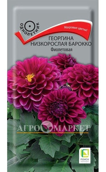 Однолетник Георгина низкорослая Барокко Фиолетовая  ЦВ Поиск 