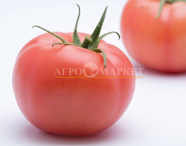 Томат МАМСТОН F1 / MAMSTON F1 Syngenta  фото 2