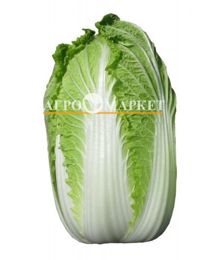 Капуста пекинская КИСЕКИ F1 / CISEKI F1 Sakata 