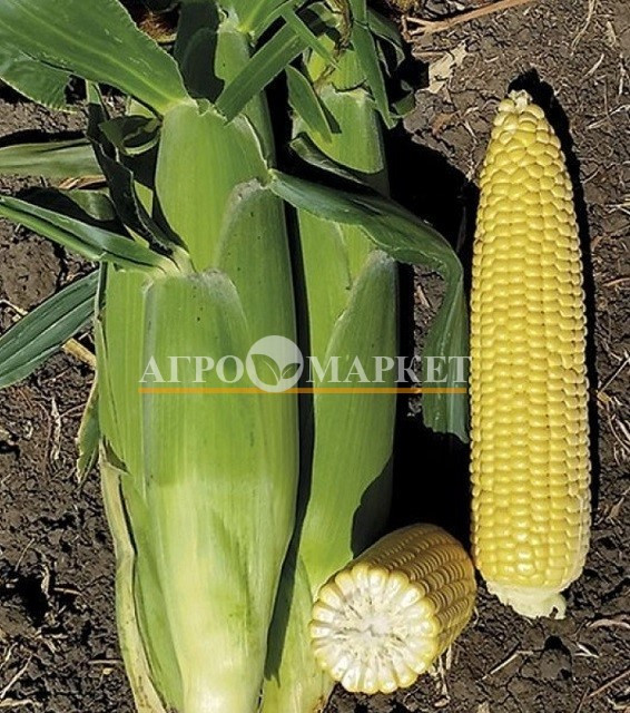Кукуруза бондюэль АРГОС F1 / ARGOS F1 Fito 