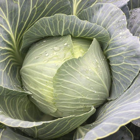 Капуста белокочанная КОНГАМА F1 / CONGAMA F1 Rijk Zwaan  фото 2