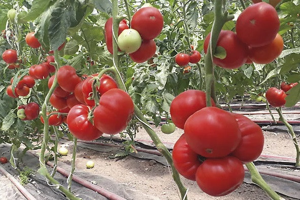 Томат ДЕВОНЕТ F1 / DEVONET F1 Syngenta 