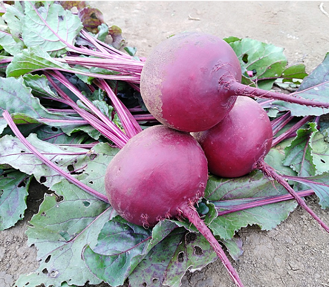 Свекла РЕД МАРИО F1 / RED MARIO F1 Greentime  фото 2