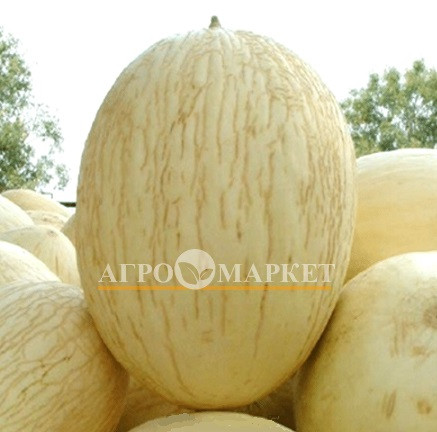 Дыня ПЕРФЕКТО БРАНКО F1 / PERFECTA BRANCO F1 Unigen Seeds 