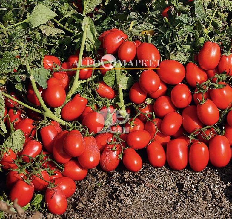 Томат РЕД ВОЛЛИ F1 / RED VOLLEY F1 Esasem 