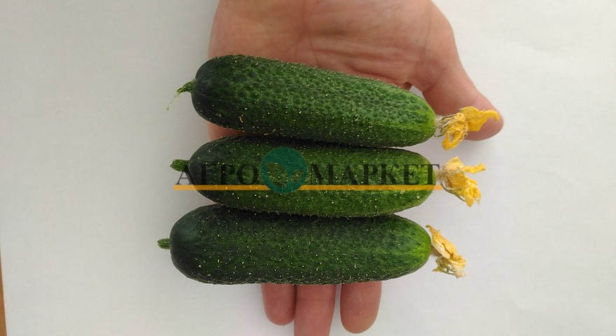 Огурец КЛОДИН F1 / KLODIN F1 Seminis  фото 3